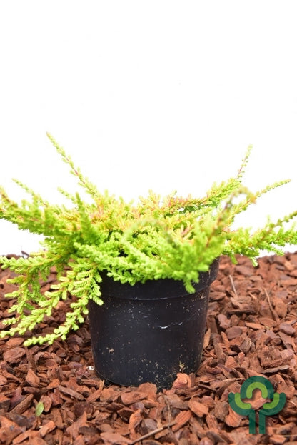 Calluna vulgaris in soorten