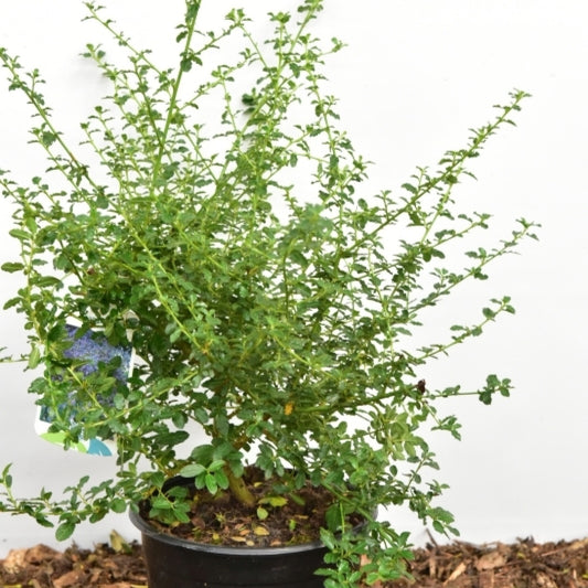 Ceanothus 'Blue Mound'