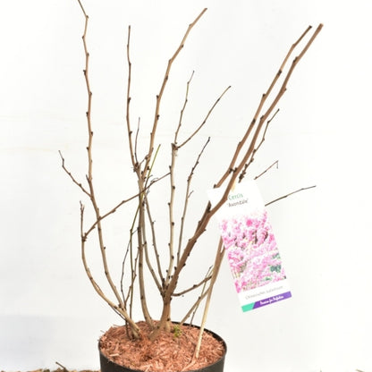 Cercis chinensis 'Avondale'
