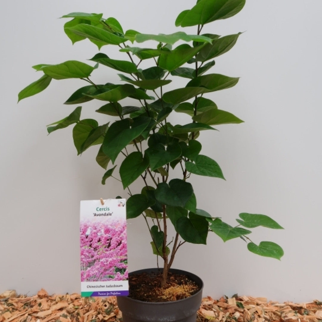 Cercis chinensis 'Avondale'