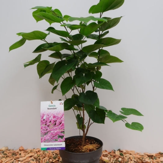Cercis chinensis 'Avondale'