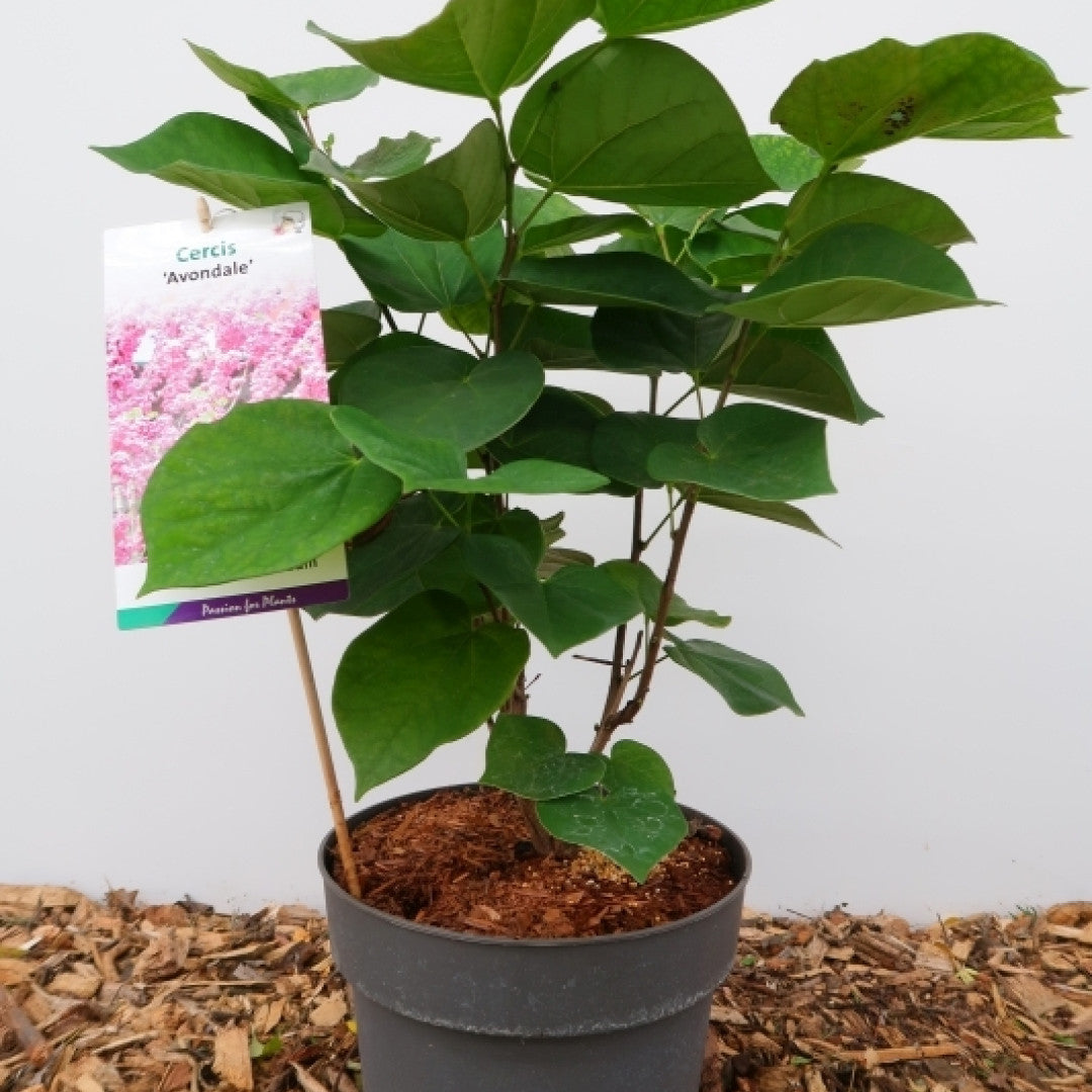 Cercis chinensis