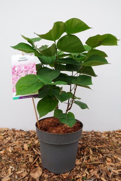 Cercis chinensis