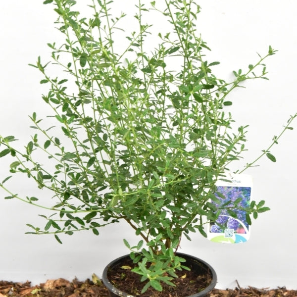 Amerikaanse sering (Ceanothus) 'Concha'