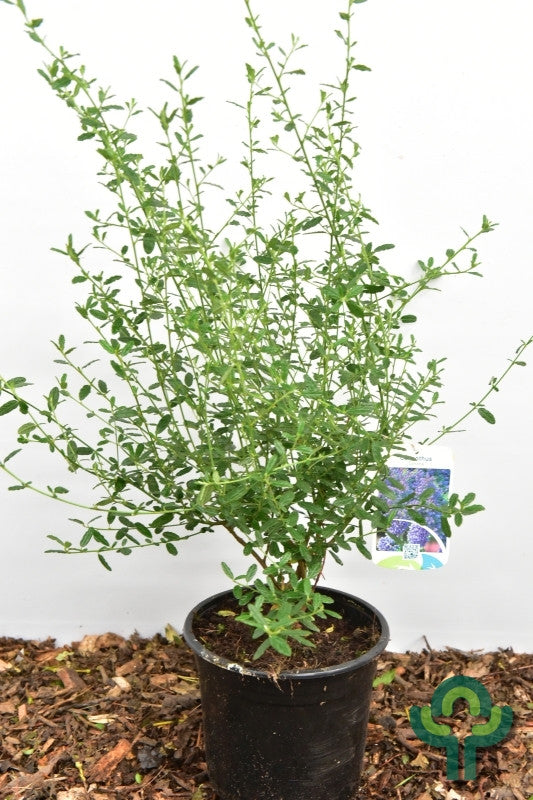 Ceanothus 'Concha'
