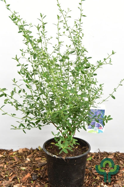 Ceanothus 'Concha'