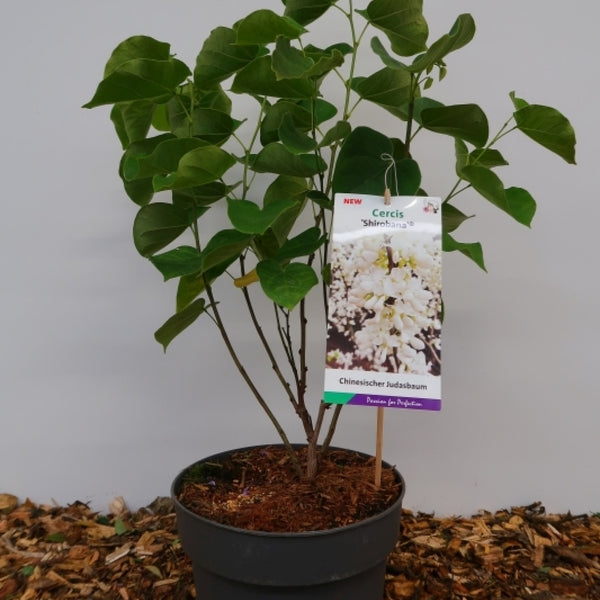 Cercis chinensis 'Shirobana'