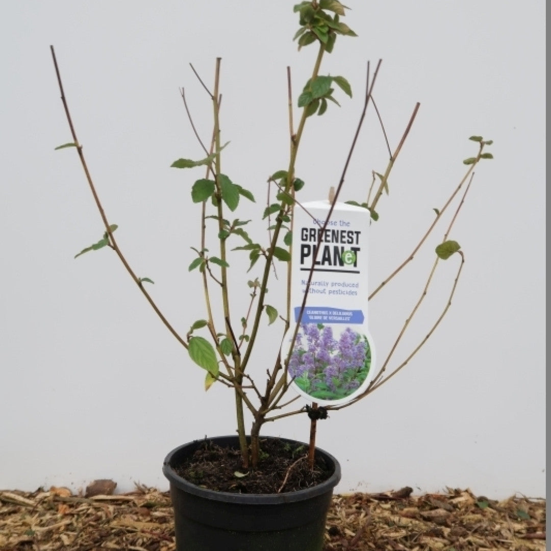 Ceanothus delilianus 'Gloire de Versailles'