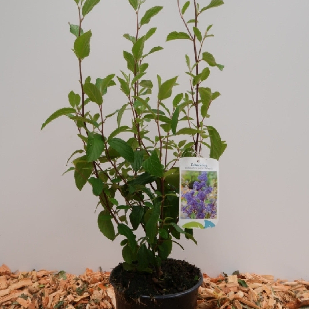 Ceanothus delilianus 'Henri Défossé'