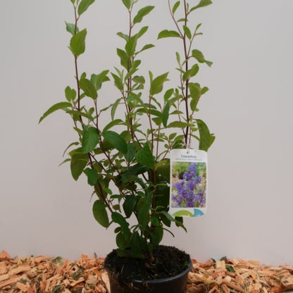 Ceanothus delilianus 'Henri Défossé'