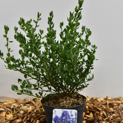 Ceanothus impressus 'Victoria'