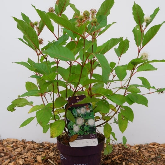 Cephalanthus occidentalis 'Fire Optics'®