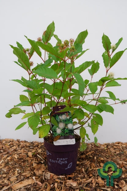 Cephalanthus occidentalis 'Fire Optics'®