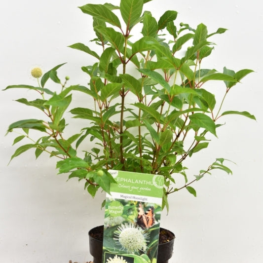 Cephalanthus occidentalis 'Magical Moonlight'