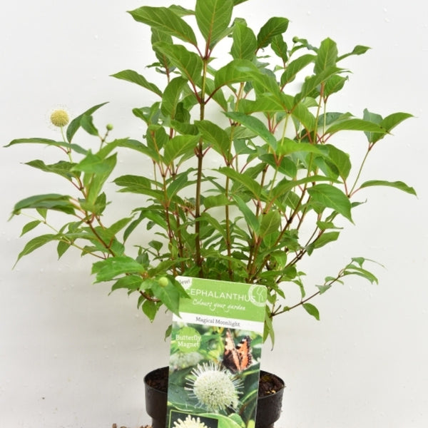 Cephalanthus occidentalis 'Magical Moonlight'
