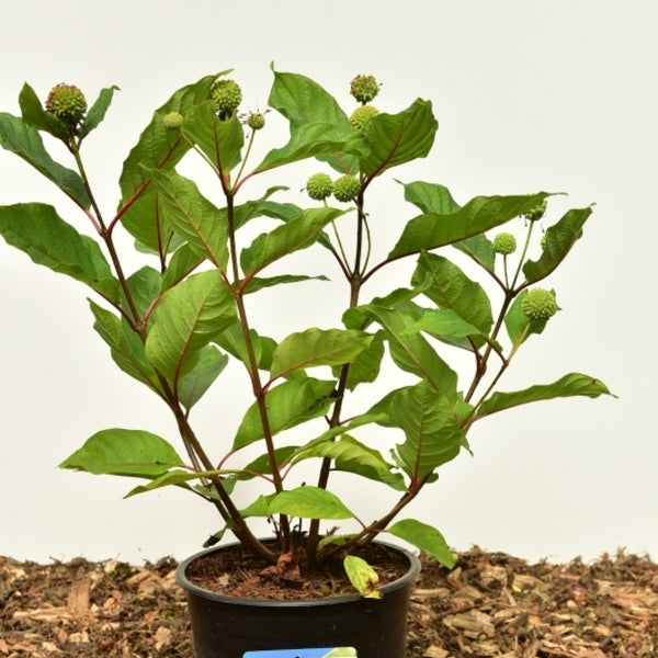 Cephalanthus occidentalis