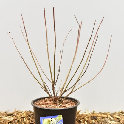 Cephalanthus occidentalis