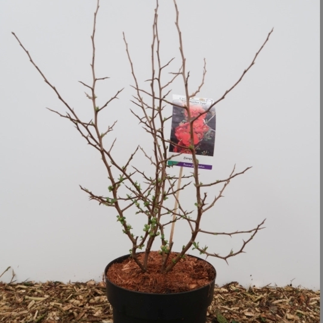 Chaenomeles 'Friesdorfer 205'