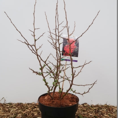 Chaenomeles 'Friesdorfer 205'