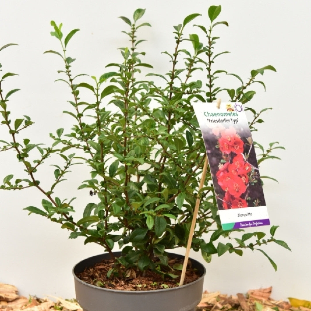 Chaenomeles 'Friesdorfer 205'