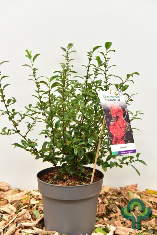 Chaenomeles 'Friesdorfer 205'