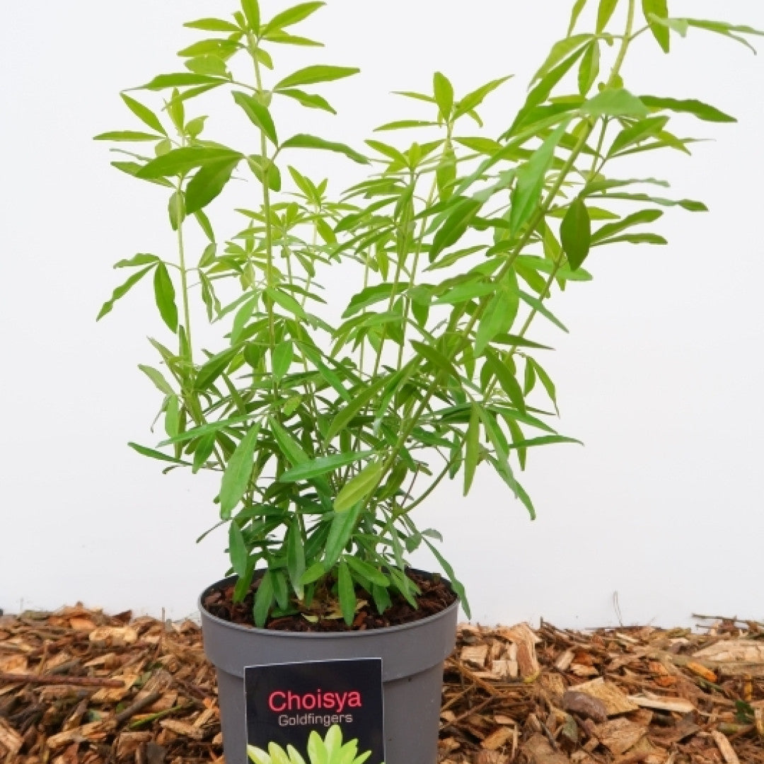 Choisya 'Goldfingers'