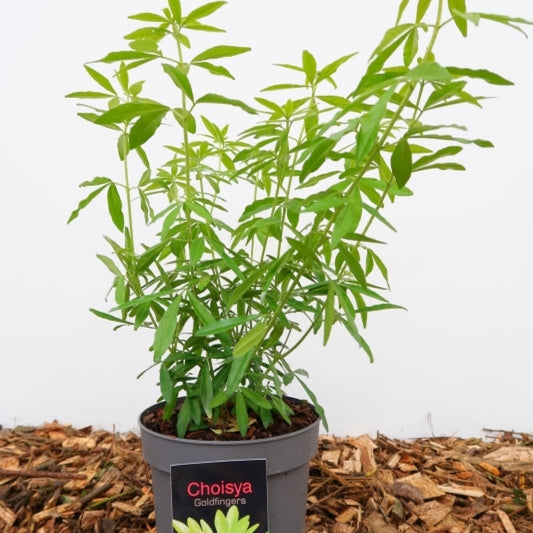 Choisya 'Goldfingers'