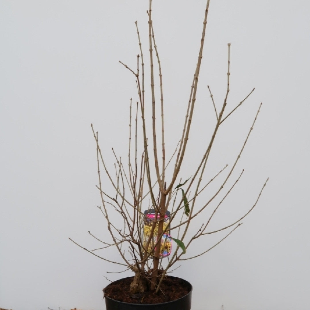 Chimonanthus praecox
