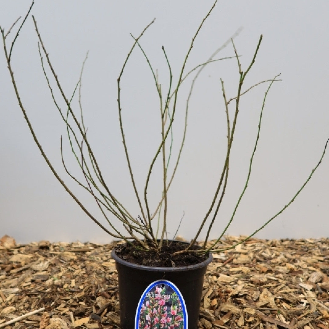 Chamaecytisus purpureus