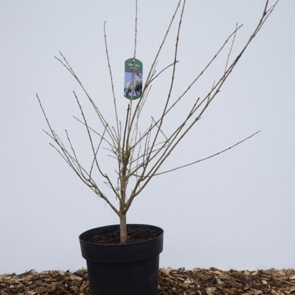 Chionanthus retusus