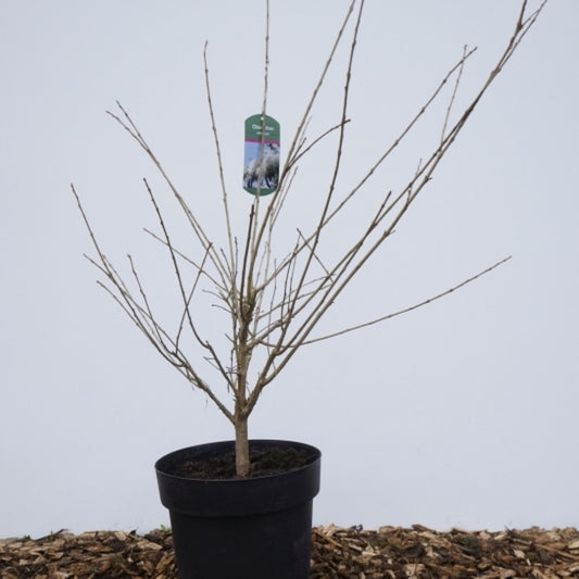 Chionanthus retusus