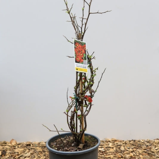 Chaenomeles speciosa 'Hot Fire'