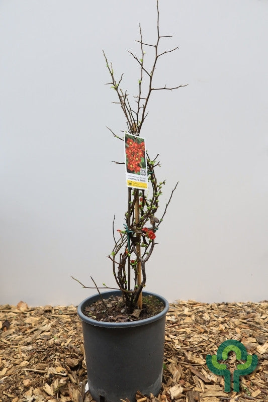 Chaenomeles speciosa 'Hot Fire'