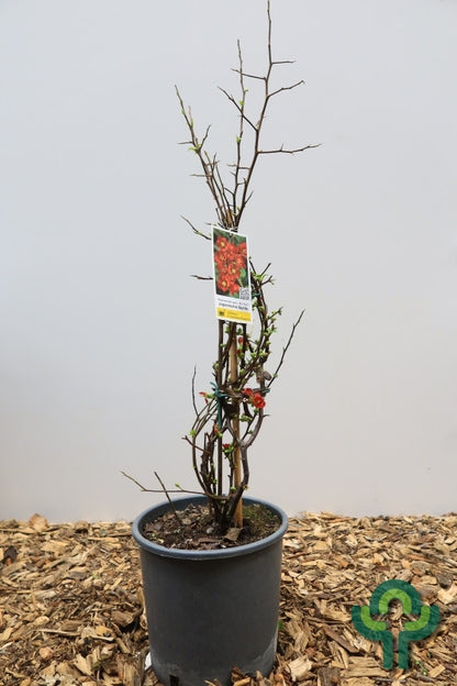 Chaenomeles speciosa 'Hot Fire'