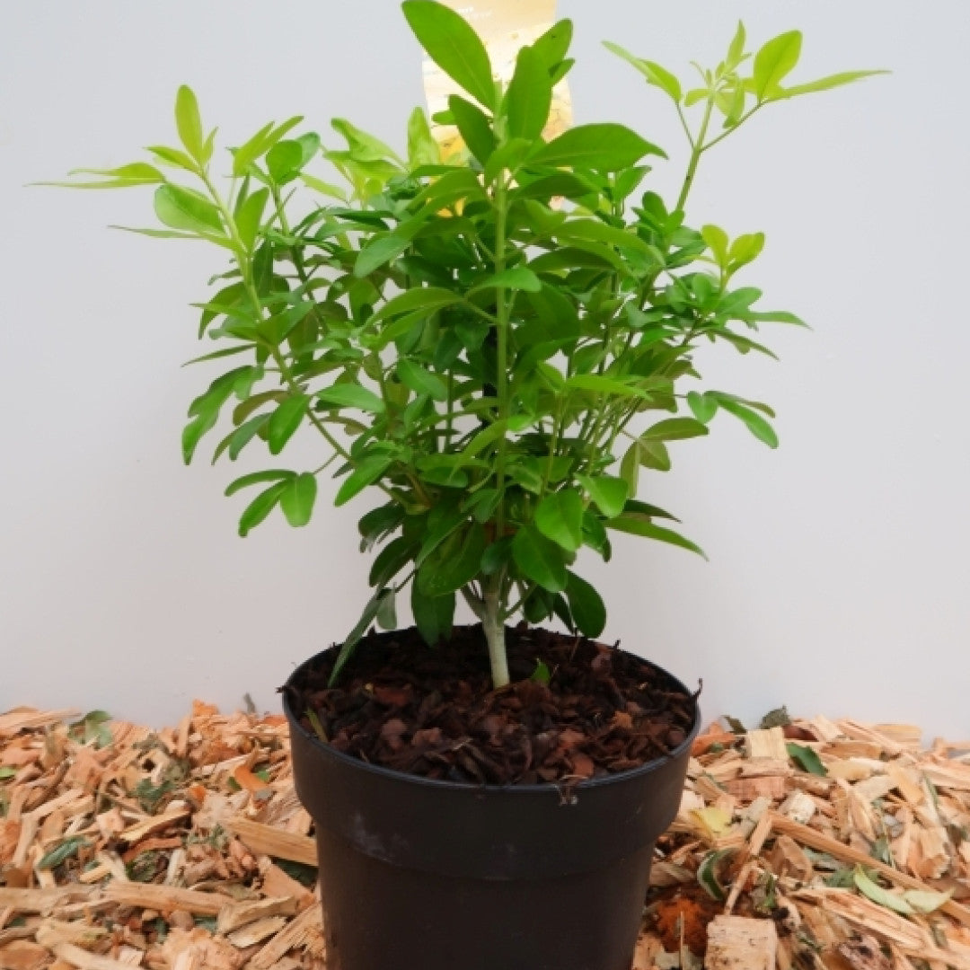 Choisya ternata 'Brica'