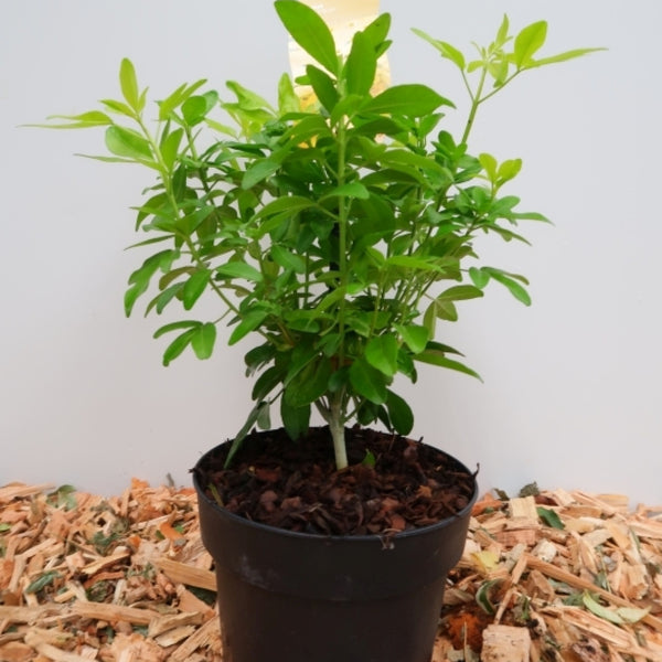 Choisya ternata 'Brica'