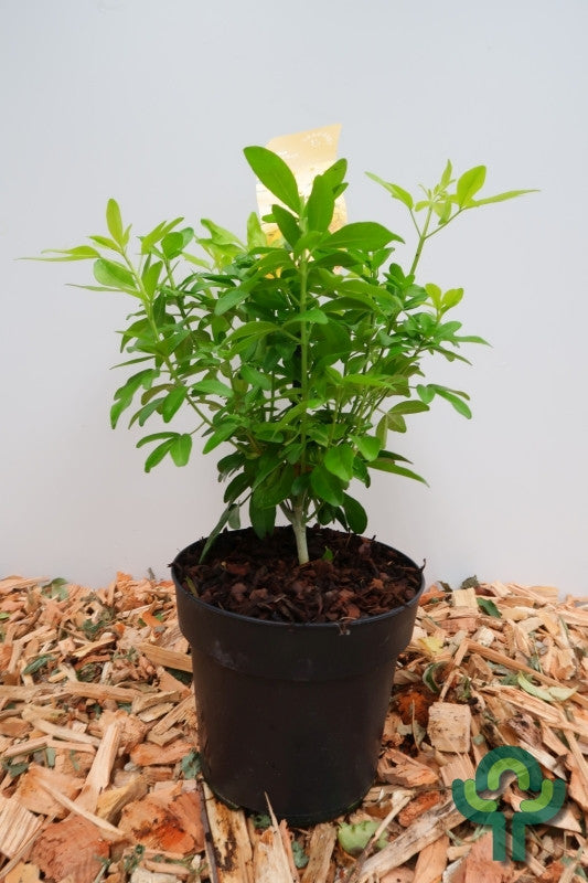 Choisya ternata 'Brica'