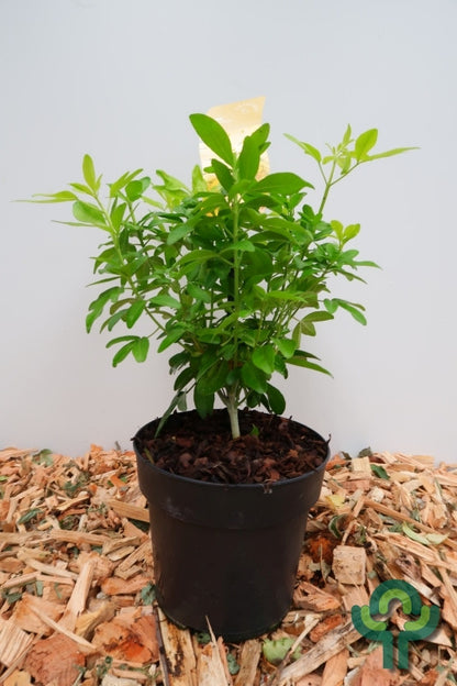 Choisya ternata 'Brica'