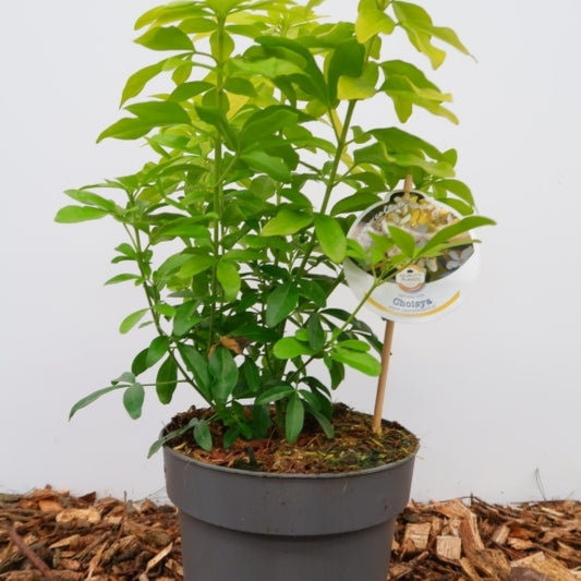 Choisya ternata 'Lich'