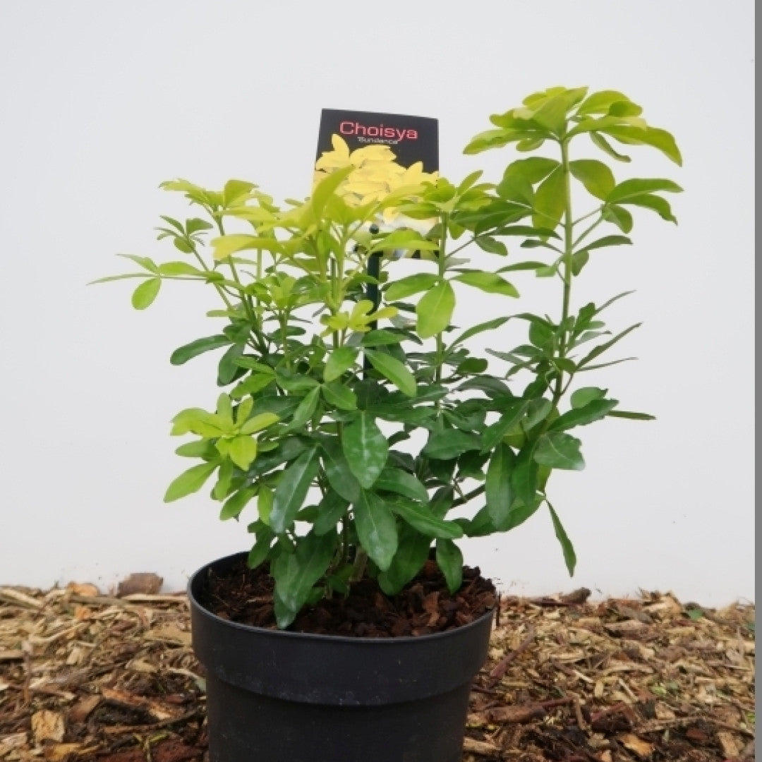 Choisya ternata Sundance