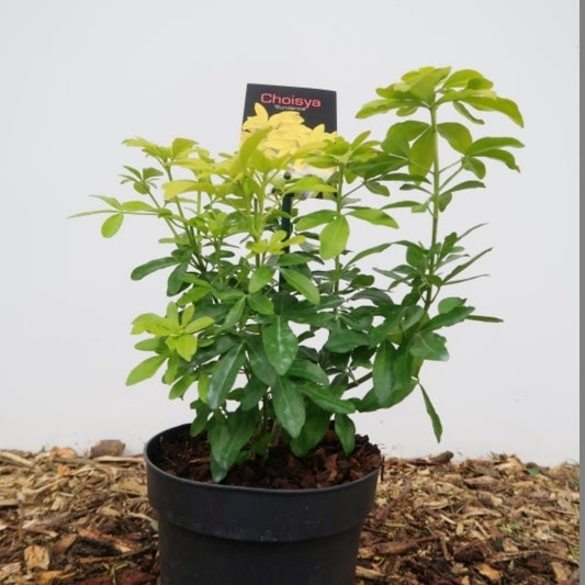 Choisya ternata Sundance
