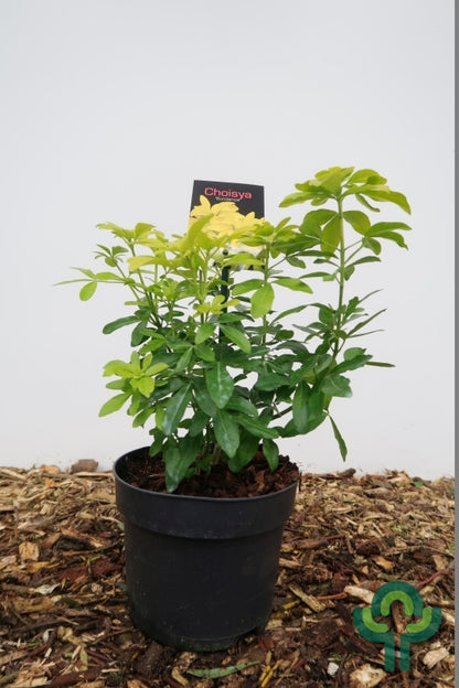 Choisya ternata Sundance