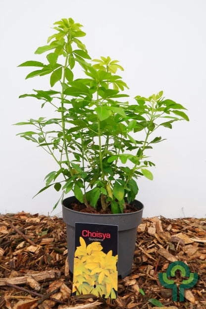 Choisya ternata Sundance