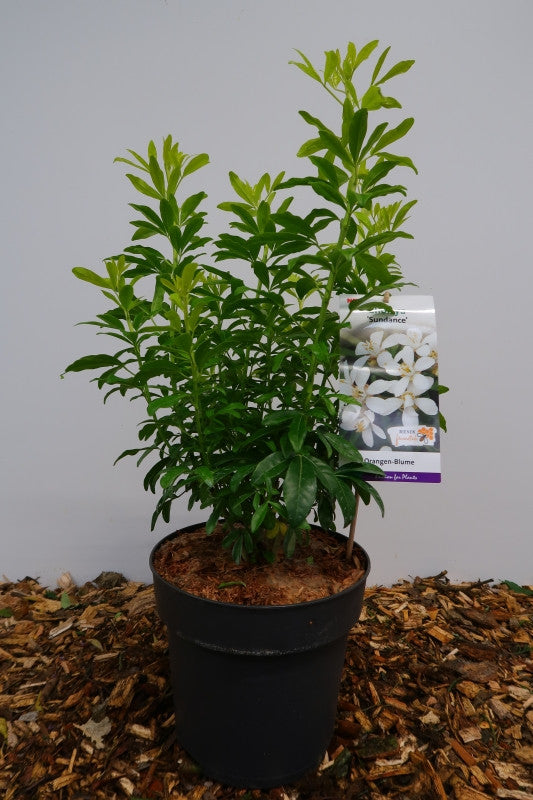Choisya ternata Sundance