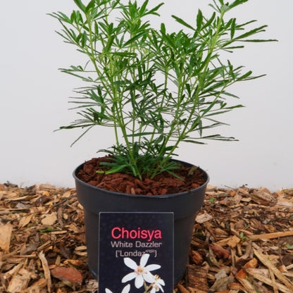 Choisya ternata White Dazzler ®