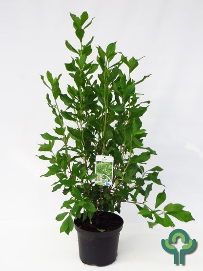 Clethra alnifolia 'Pink Spire'