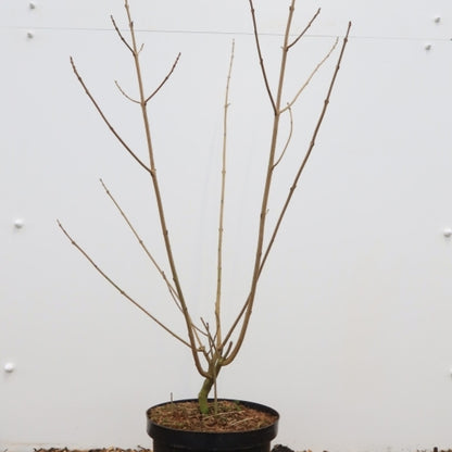 Clerodendrum trichotomum fargesii