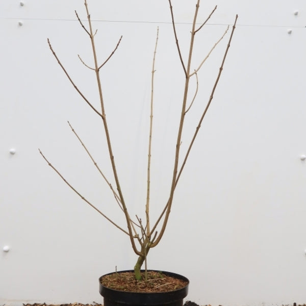 Clerodendrum trichotomum fargesii