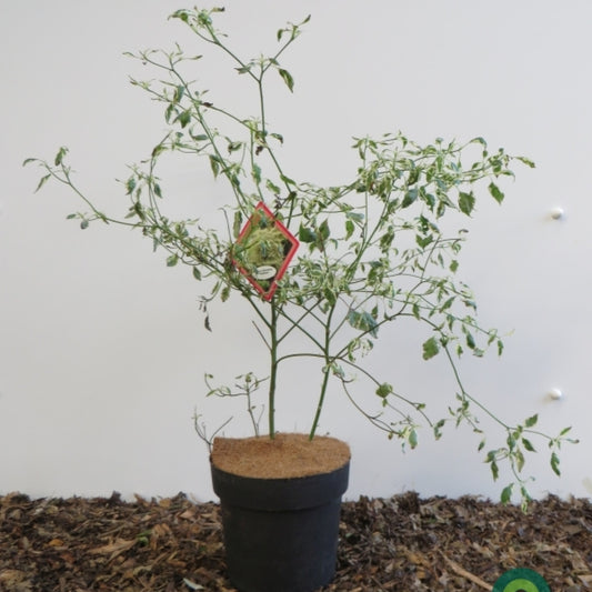 Cornus alternifolia 'Argentea'