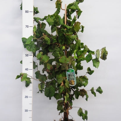 Corylus avellana 'Contorta'